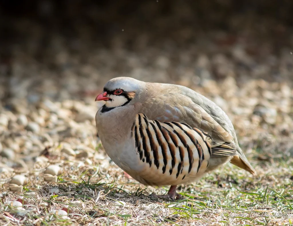 National Bird of Pakistan